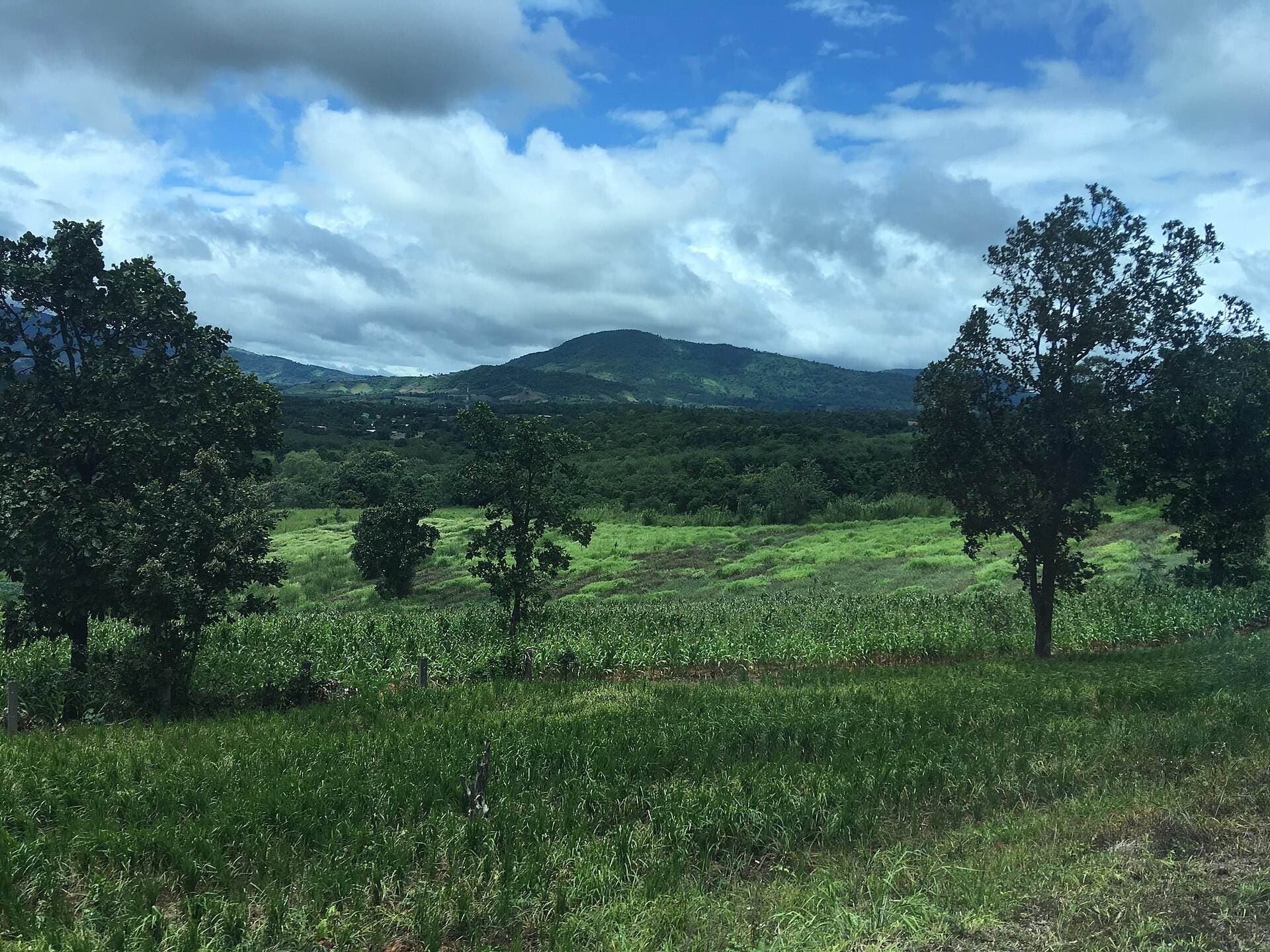 Farmland in Phu Ruea district, Loei province in Isaan: rough grass and rows of young maize in the foreground, broadleaf trees standing along the field edges and a long forested hill on the horizon under heavy white cloud.
